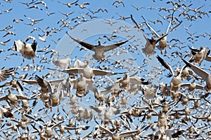 Migrating Snow Geese Take Flight