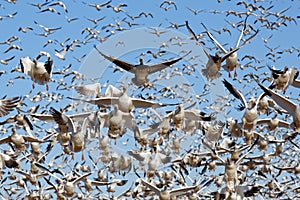 Migrating Snow Geese Take Flight photo