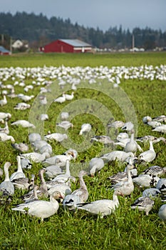 Migrating Snow Geese in Their Winter Home in the Skagit Valley, Washington.