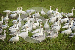 Migrating Snow Geese in Their Winter Home in the Skagit Valley, Washington.