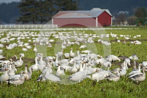 Migrating Snow Geese in Their Winter Home in the Skagit Valley, Washington.