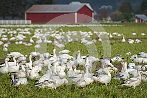 Migrating Snow Geese in Their Winter Home in the Skagit Valley, Washington.