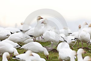 Migrating Snow goose