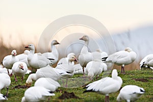 Migrating Snow goose