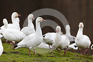 Migrating Snow goose photo