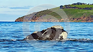 Migrating southern right whales