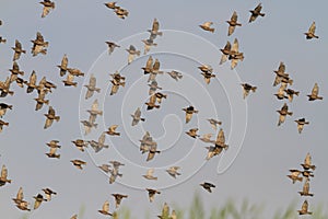 Migración estorninos sobre el de gris el cielo 