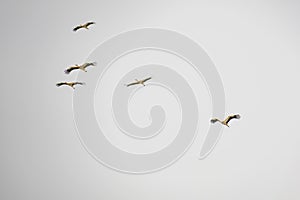 Migrating storks at the end of summer