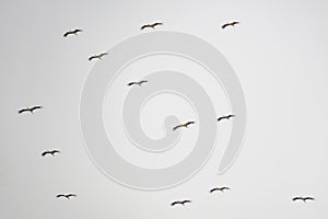 Migrating storks at the end of summer