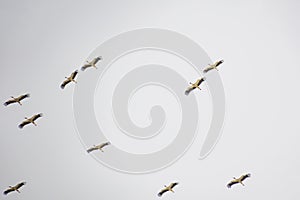 Migrating storks at the end of summer