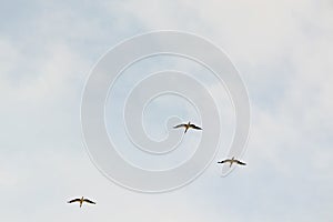 Migrating storks at the end of summer