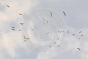 Migrating storks at the end of summer