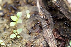 Migrating termites shoot in closeup