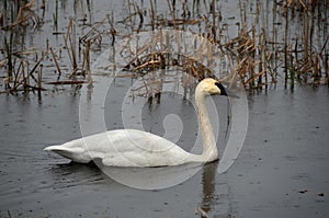 Migrating Trumpeter Swan in rain at NYS Montezuma National Wildlife Refuge