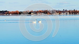 Migrating Trumpeter Swans, Cygnus buccinator, on a partially frozen Lake Irving in Bemidji, Minnesota. Beautiful pair of birds