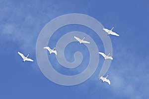 Migrating Tundra Swans Fly in Formation