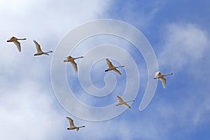 Migrating Tundra Swans Fly in V- formation