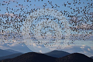 Migrating Waterfowl Fill the Sky