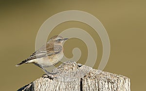 A migrating Wheatear, Oenanthe oenanthe, perching on a post in a meadow.