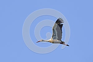 Migrating white stork