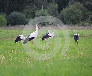 Migrating white storks, ciconia, in a meadow