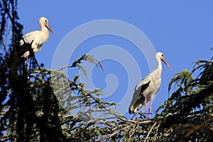 Migrating white storks on a tree