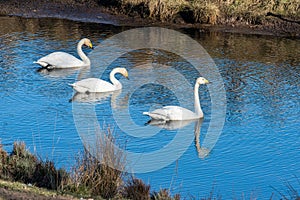 Migrating Whooper Swans at lake Hornborga in Sweden