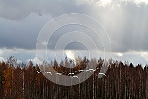 Migrating whooper swans taking off