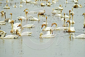 Migrating Whooper swans in wetland , Cygnus cygus