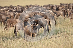 Migrating Wildebeest in the Mara