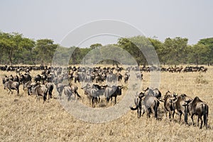 Migrating Wildebeest in the Serengeti