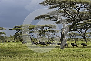 Migrating wildebeests under acacia trees, Tanzania
