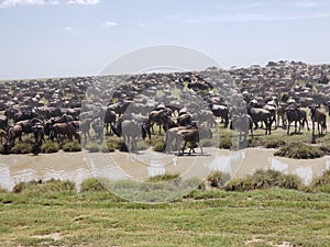 Migrating Wildebeests and Zebras, Serengeti National Park, Tanzania