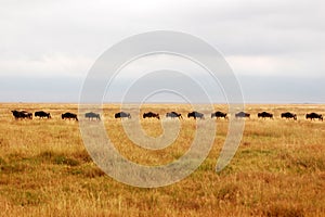 Migrating wilderbeasts