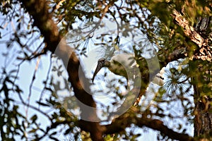 Migrating Wood Stork