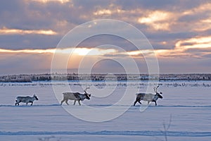 Migrating woodland caribou