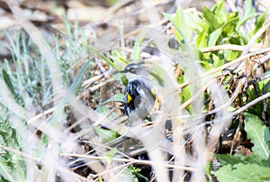 A Migrating Yellow-rumped Warbler Setophaga coronata Perched on the Ground in Dense Vegetation