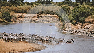 Migrating zebra