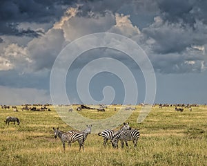Migrating Zebras in the Serengeti