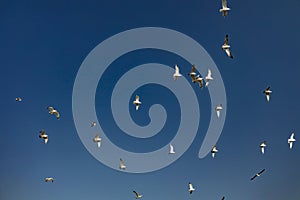 Migration activity of flying birds on blue sky background copy space for your text here