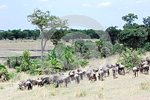 Migration animals green landscape - Serengeti