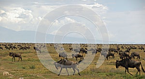 Migration of the antelopes gnu and zebras