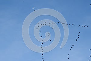 Migration of birds
