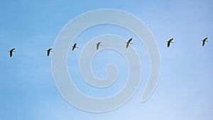 Migration birds flying in line. Cranes in blue autumn sky