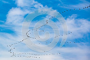 Migration birds in formation flight, flying cranes in blue autumn sky