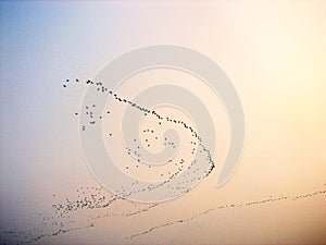 migration of birds at kerala