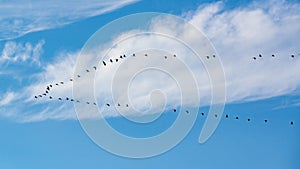 Migration birds in v-formation flight, flying cranes in blue autumn sky