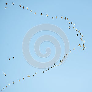 Migration birds in v-formation flight, flying cranes in blue autumn sky