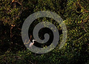 Migration birds in wetland Singapore