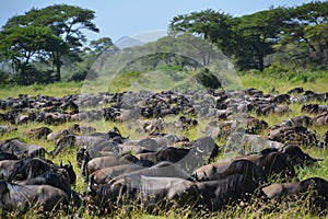 Migration of the buffalo Wildebeest on the plains of Africa.